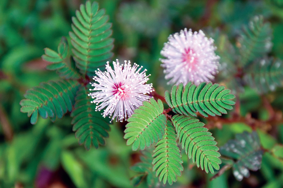 Mixed Mimosa Pudica Flower seeds for Planting - Vibrant Colors, Heirloom & GMO Free Seeds for Home Garden
Sale seeds for planting in home garden
