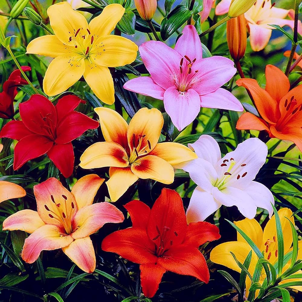 Elegant Lily Plant Seeds Lilium for Planting in Flower Bed & Garden