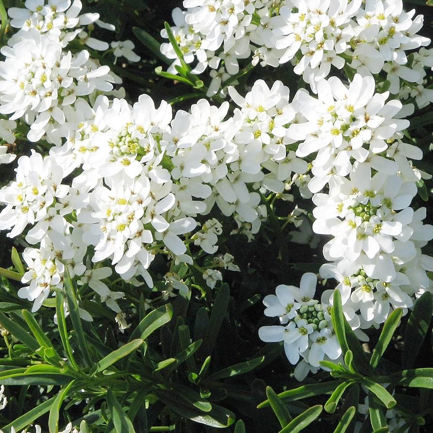 Sempervirens Evergreen Flower Seeds for Planting