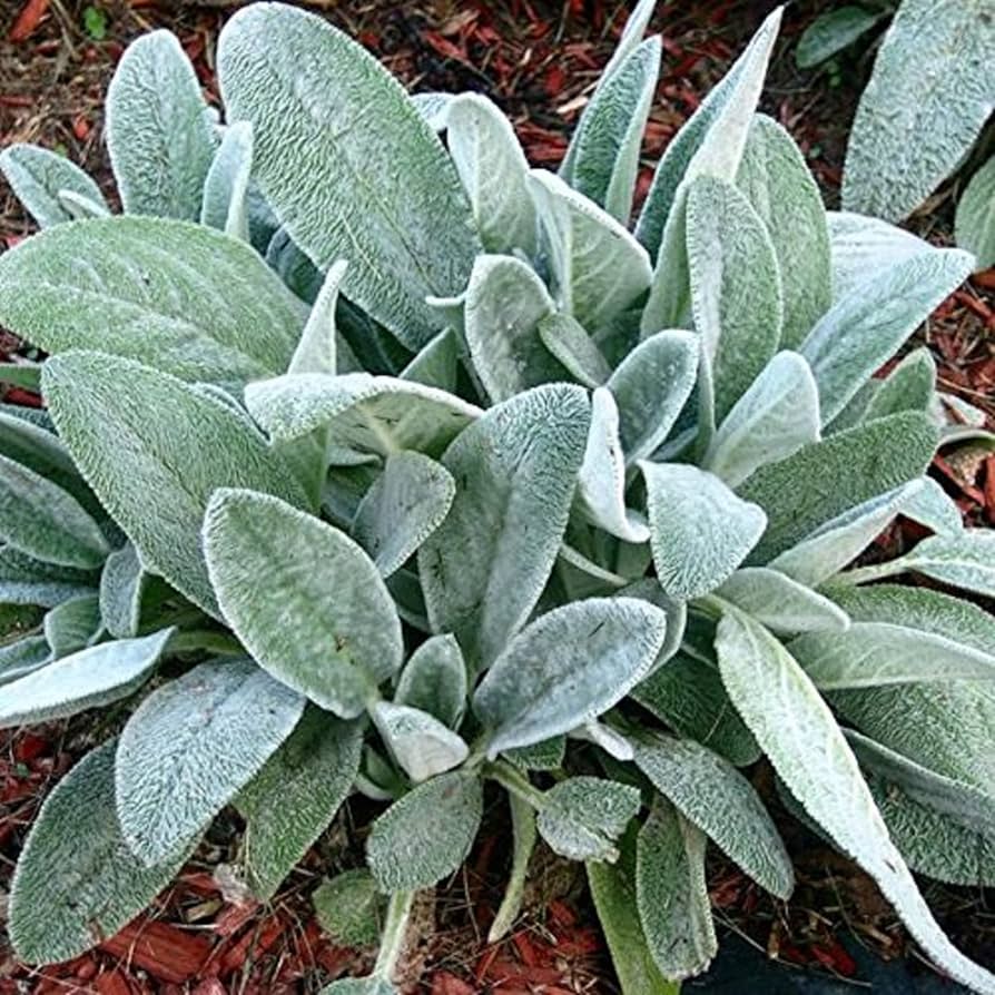 Lambs Ear Seeds for Planting Stachys byzantina for ornamental gardens and flower beds