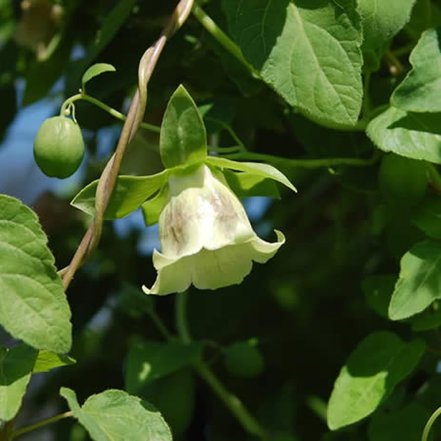 Codonopsis Seeds for Planting Codonopsis pilosula for herbal gardens and raised beds