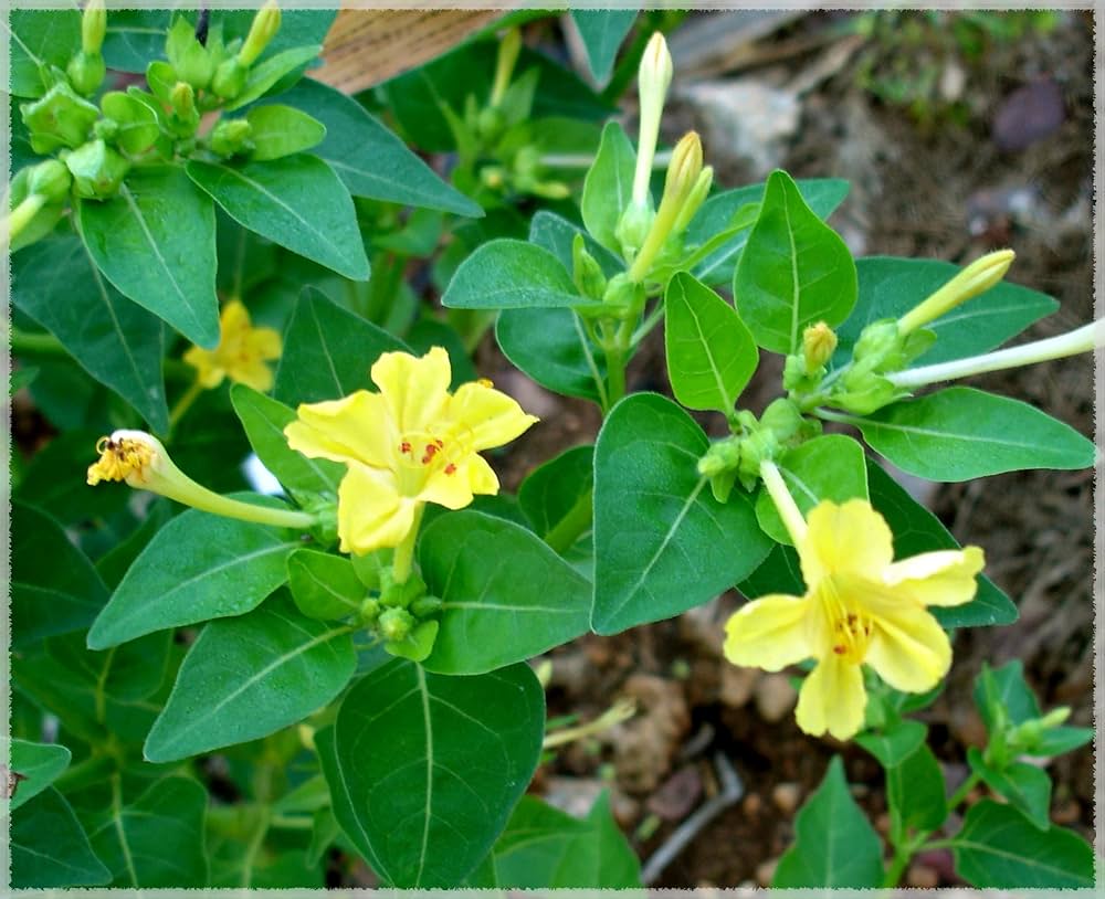Yellow Marquezii Flower seeds for Planting - Hardy Variety, Heirloom & GMO Free Seeds for Home Garden
Sale for planting in home garden.