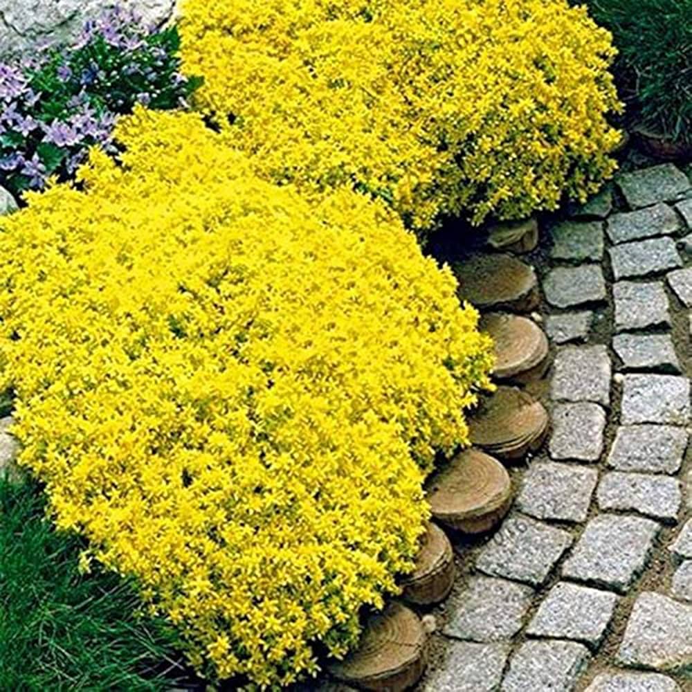 Yellow Aubrieta Flower Seeds for Planting Drought Tolerant Heirloom & GMO Free Seeds for Home Garden
Sale