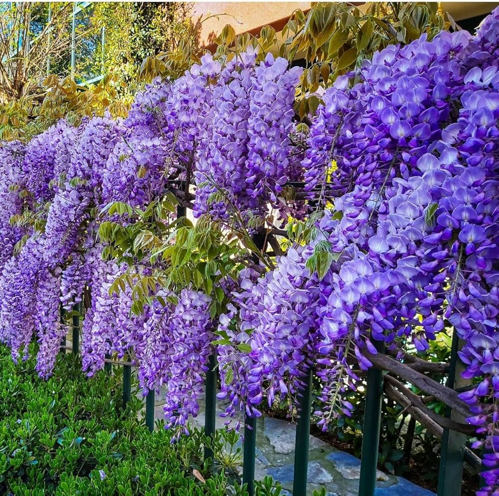 Violet Wisteria Flower seeds for Planting - Vibrant Colors, Heirloom & GMO Free Seeds for Home Garden