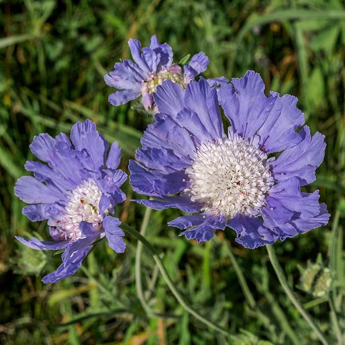 Pincushion Flower Scabiosa atropurpurea Seeds for Planting in Flower Bed & Garden