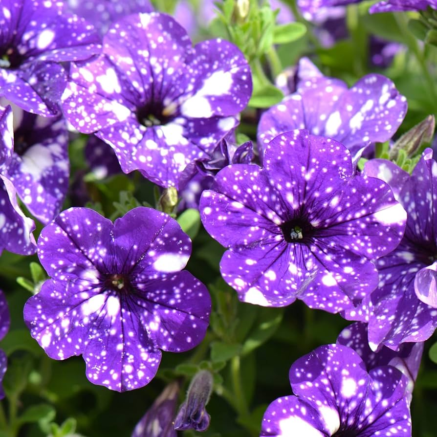 Petunia Petunia spp. Seeds for Planting - Perfect for Flower Bed & Urban Garden