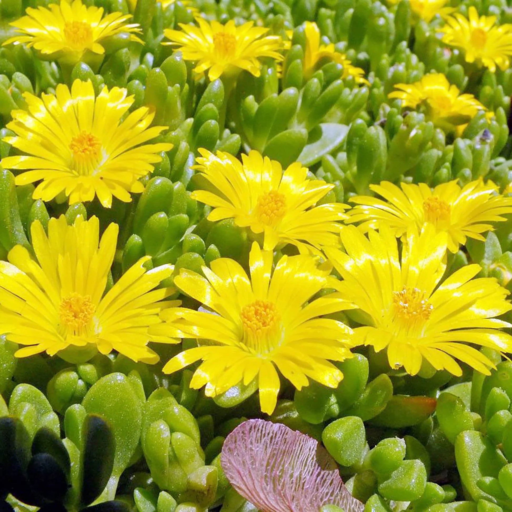 Yellow Delosperma Nubigenum or Ice Plant Flower seeds for Planting - Cottage Garden Essential, Heirloom & GMO Free Seeds for Home Garden