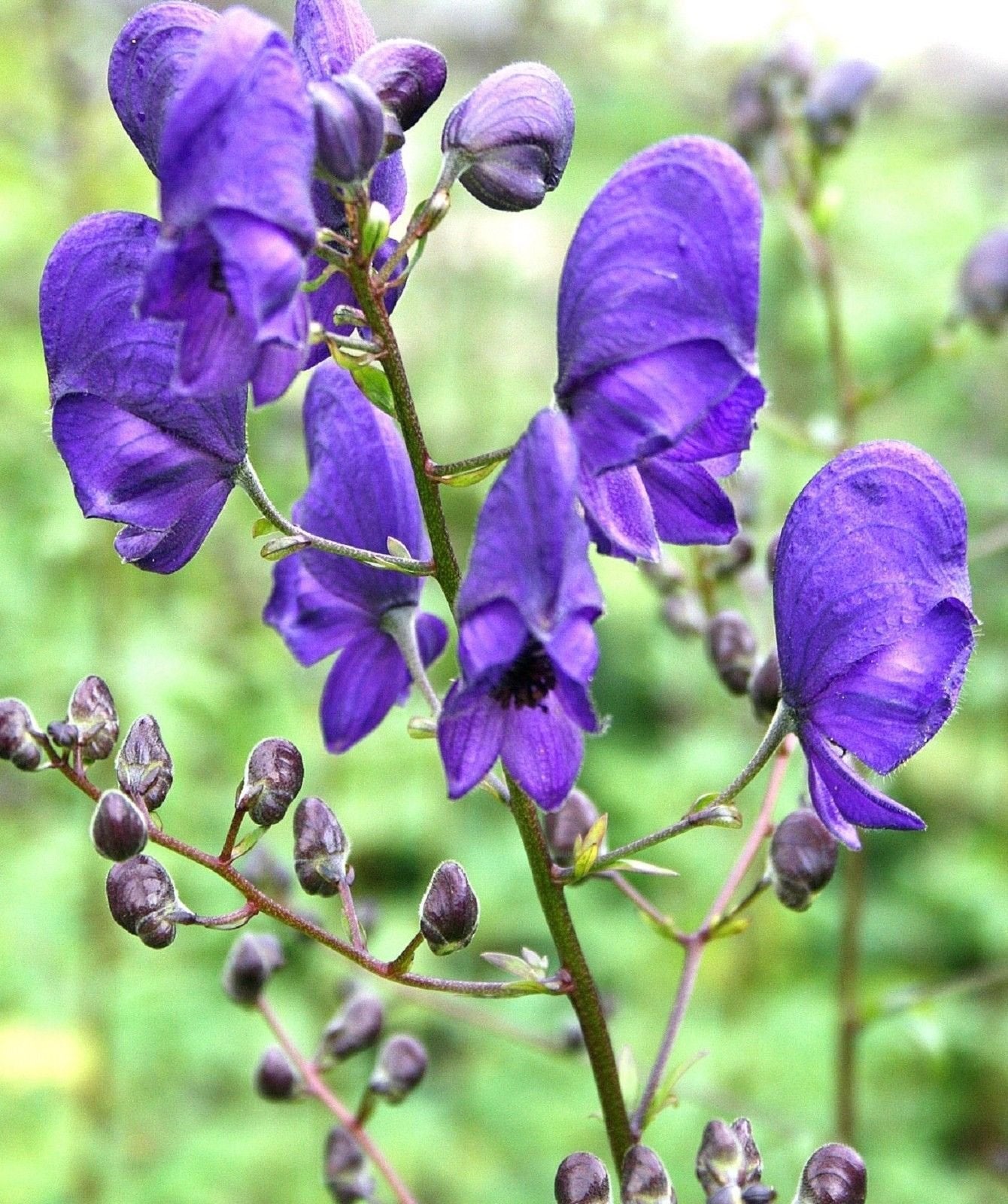 Monkshood Aconitum spp. Seeds for Planting in Flower Bed