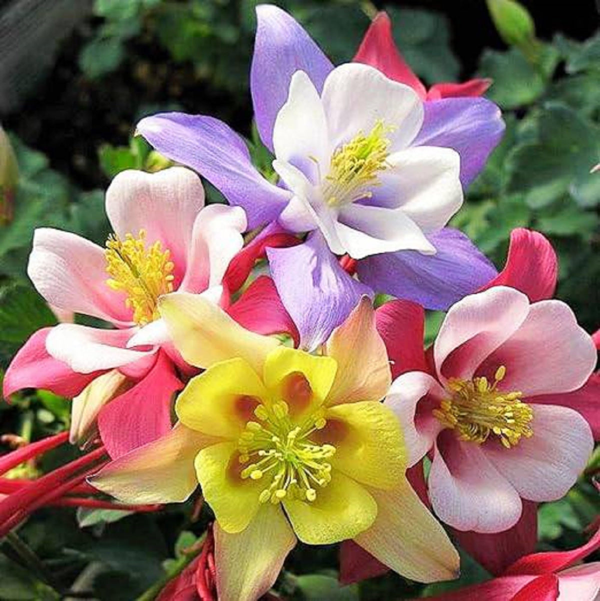 MultiColored Columbine Flower seeds blooming in flower beds, containers, borders, and pollinator-friendly gardens
