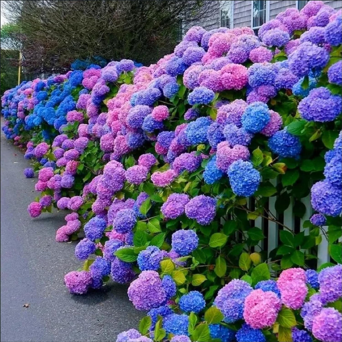 Blue,Pink,Purple Hydrangea Flower seeds for Planting - Shade Tolerant, Heirloom & GMO Free Seeds for Home Garden
Sale seeds for home garden