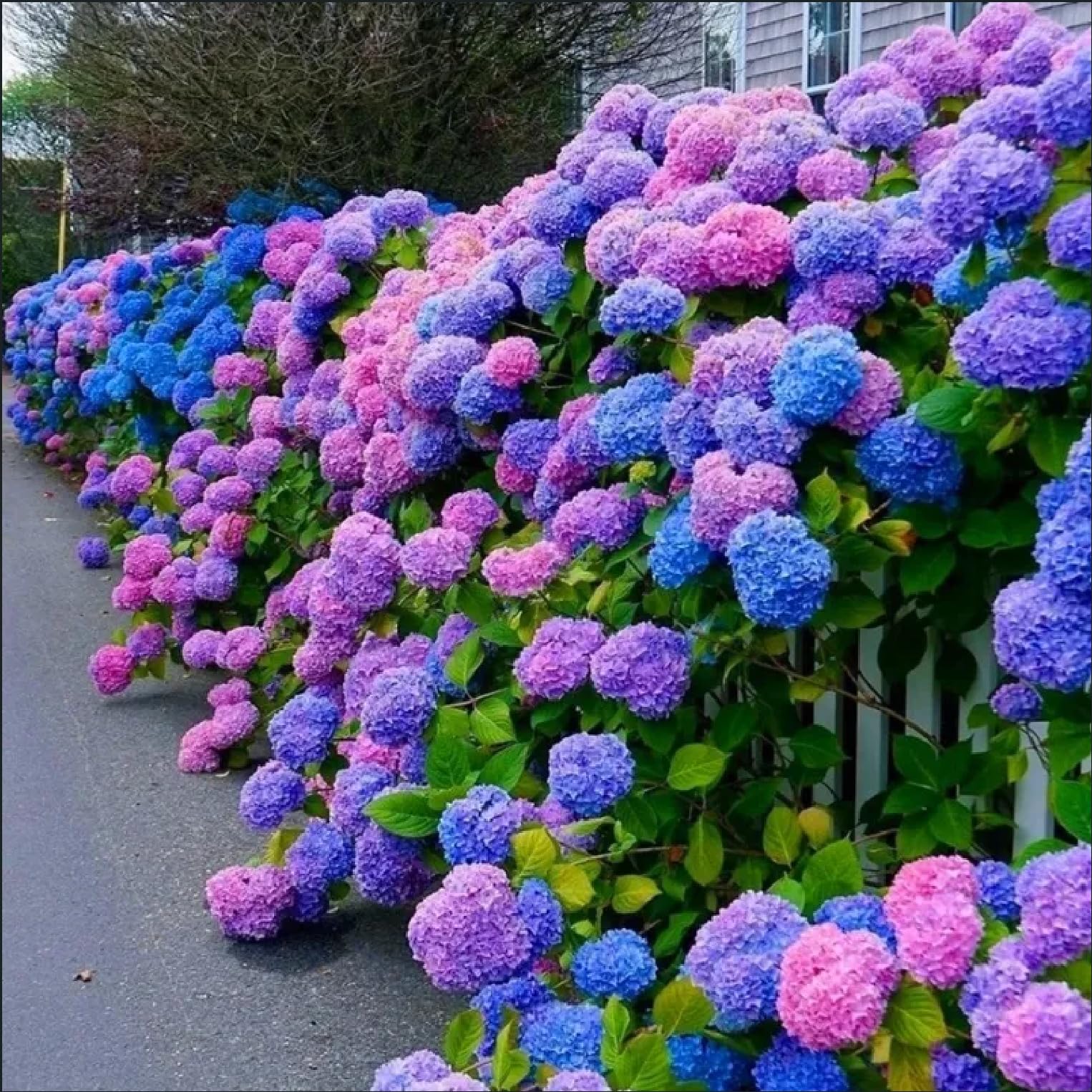 Hydrangea Seeds Hydrangea macrophylla for Planting in Flower Bed & Garden
