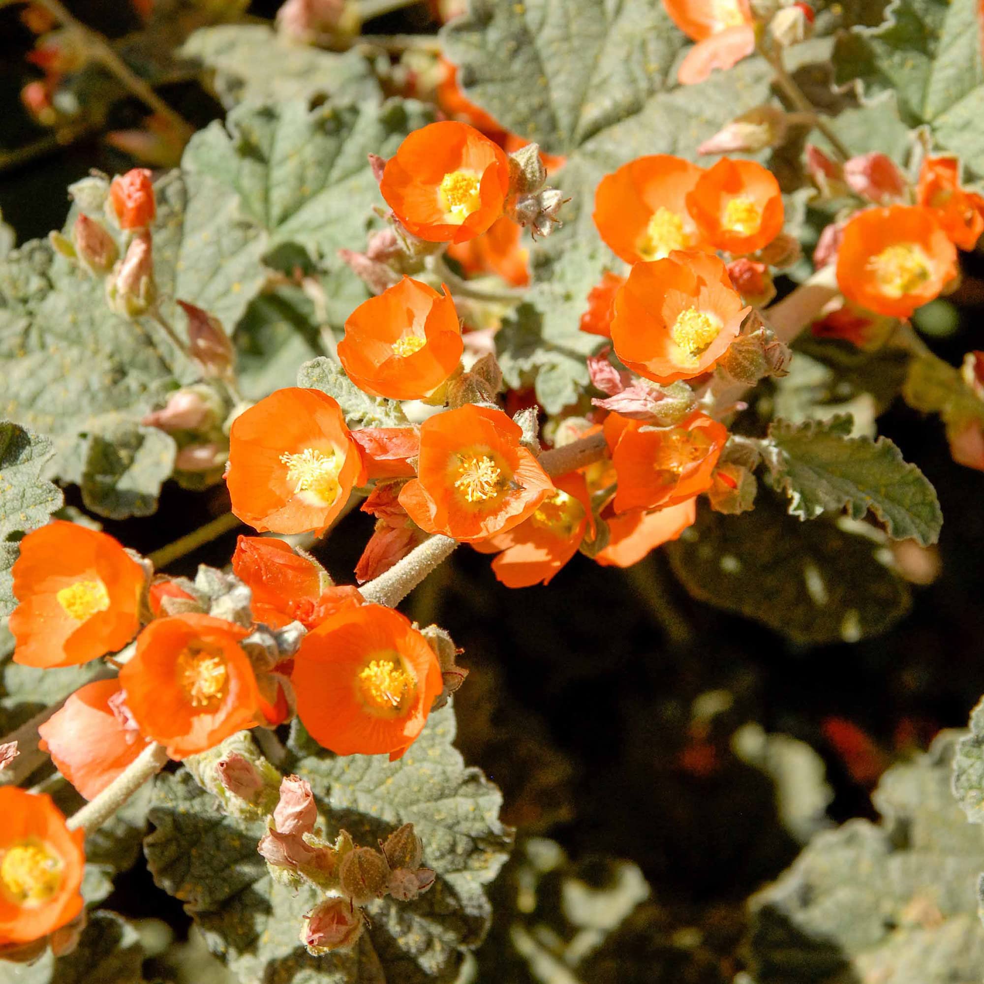 Desert Globemallow Sphaeralcea ambigua Seeds for Planting in Xeriscape Garden