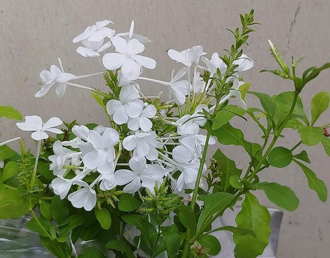 Leadwort Plumbago auriculata Seeds for Planting in Flower Bed & Garden