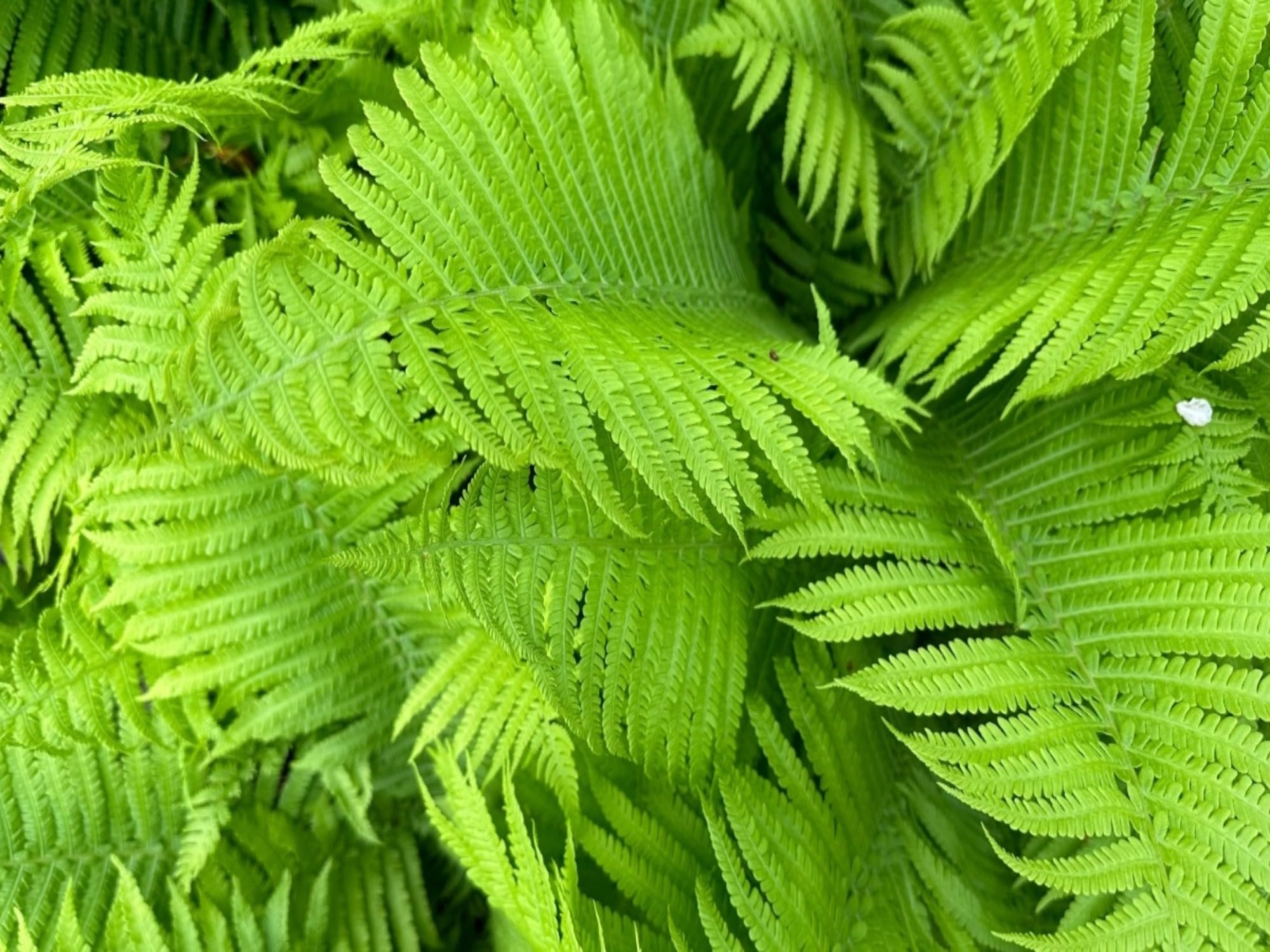 Light Green Fern Pteridophyta Seeds for Planting Garden Favorite Heirloom & GMO Free Seeds for Home Garden
Sale