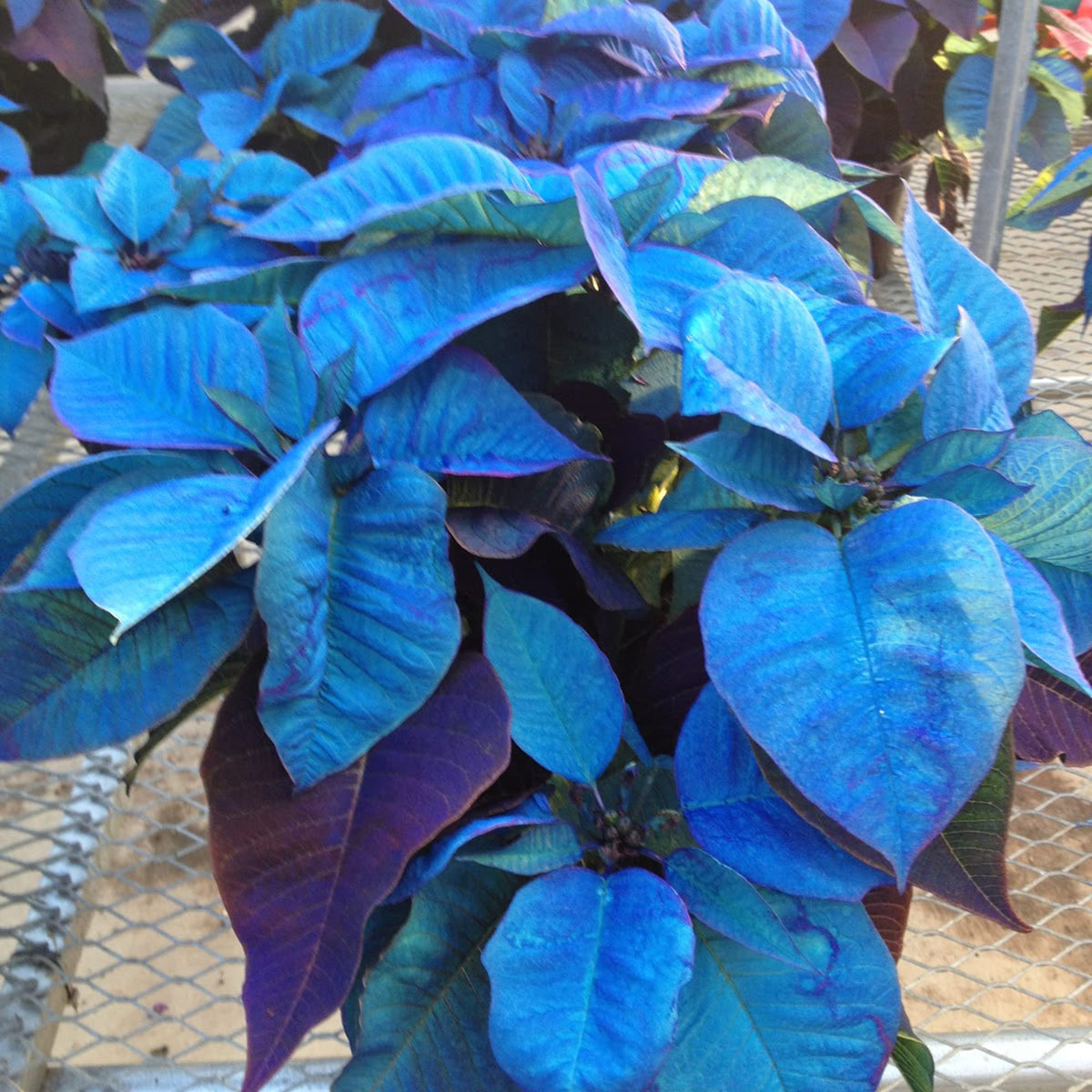 Deep (Deep Blue) seeds for planting in home garden