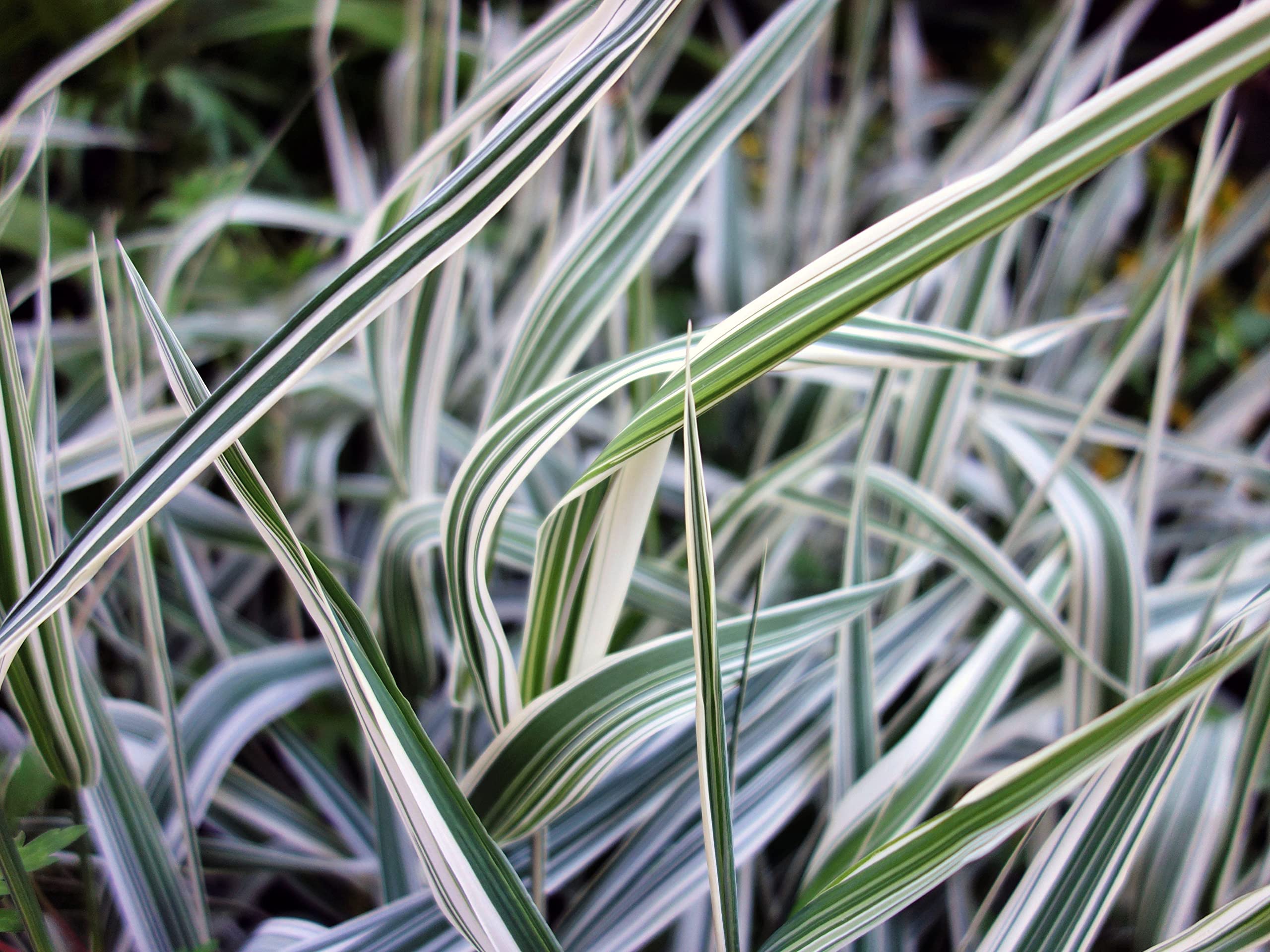 Phalaris Arundinacea Ribbon Grass Seeds for Planting