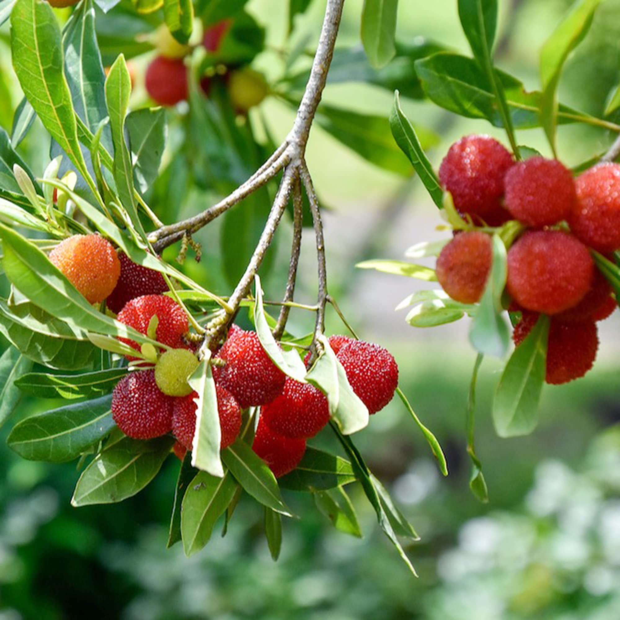 Arbutus Bayberry Fruit Seeds for Planting - Red