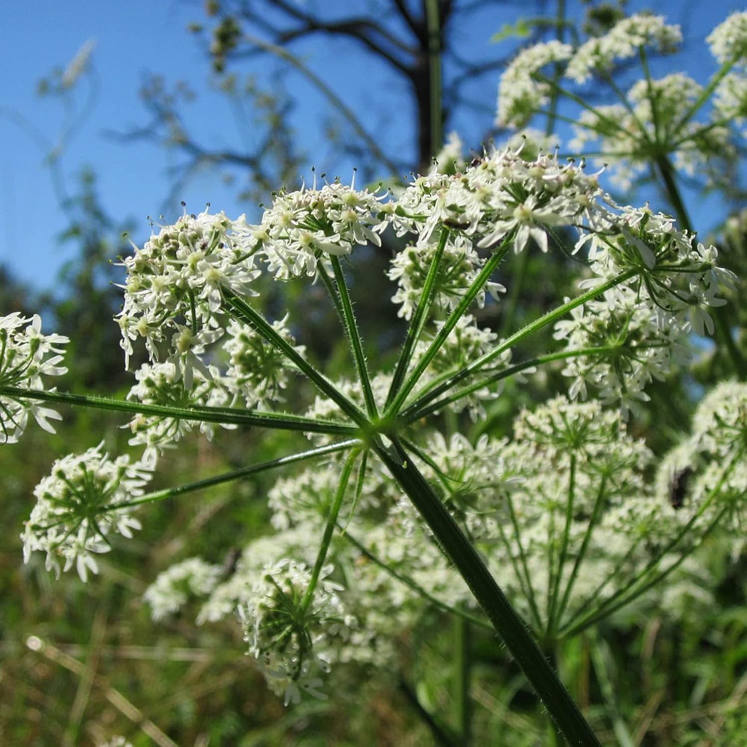 Ligusticum Porteri Seeds Osha Root Porter’s Lovage Perennial Herb Garden Bed Border Outdoor