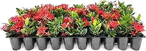Ixora Ixora spp. Flower Seeds for Planting in Flower Bed & Garden