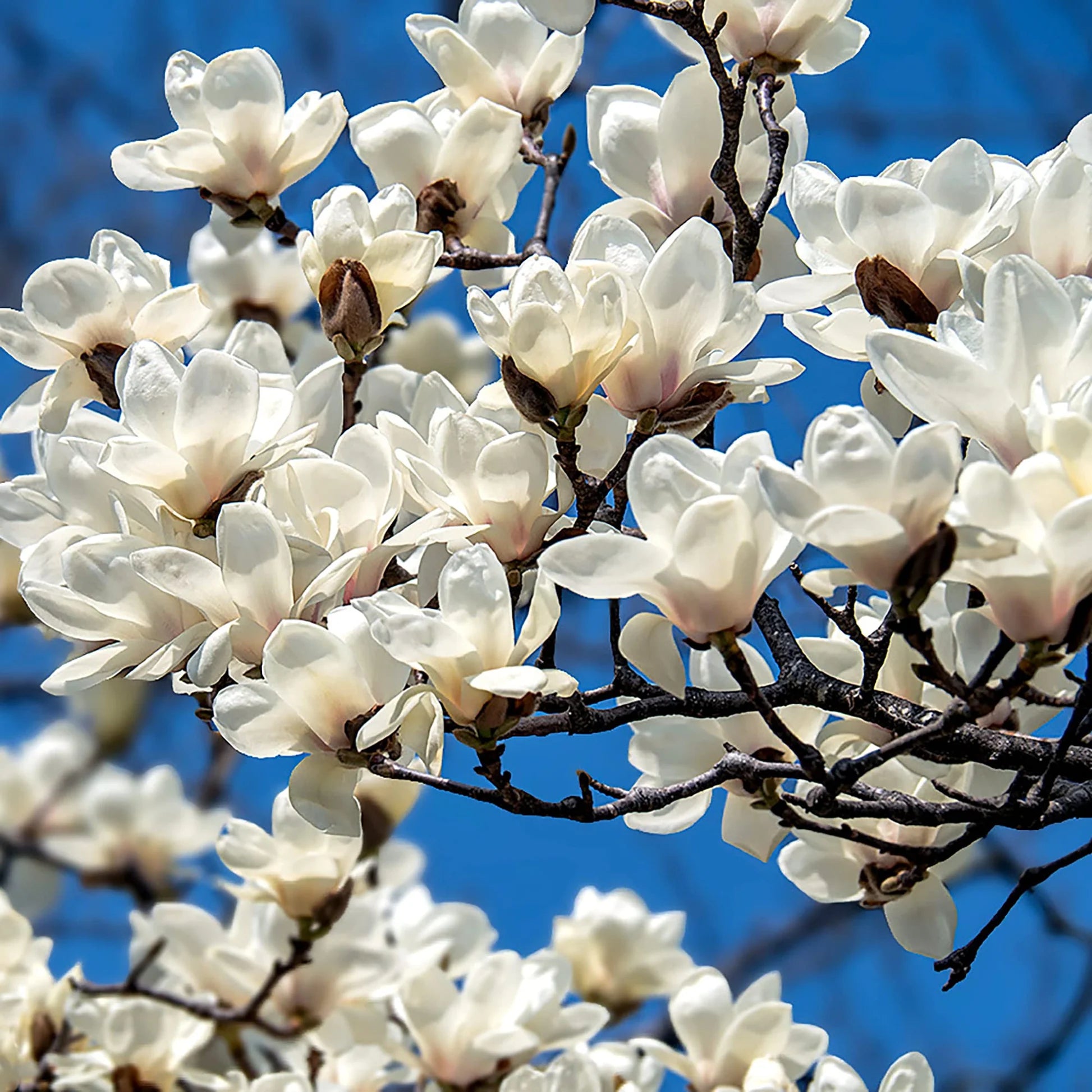 Yulan Magnolia Flower Planting Seeds - Evergrowseeds