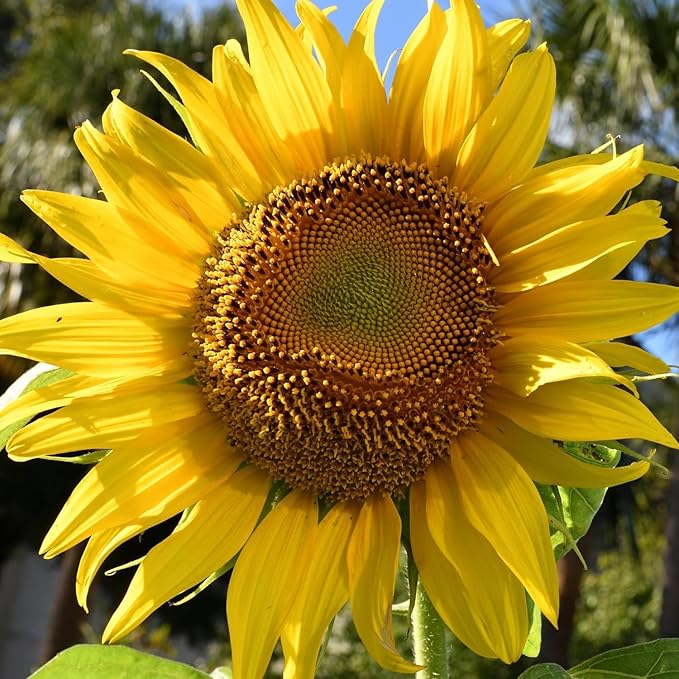 Sunflower Mammoth Grey Stripe seeds for large sunflowers