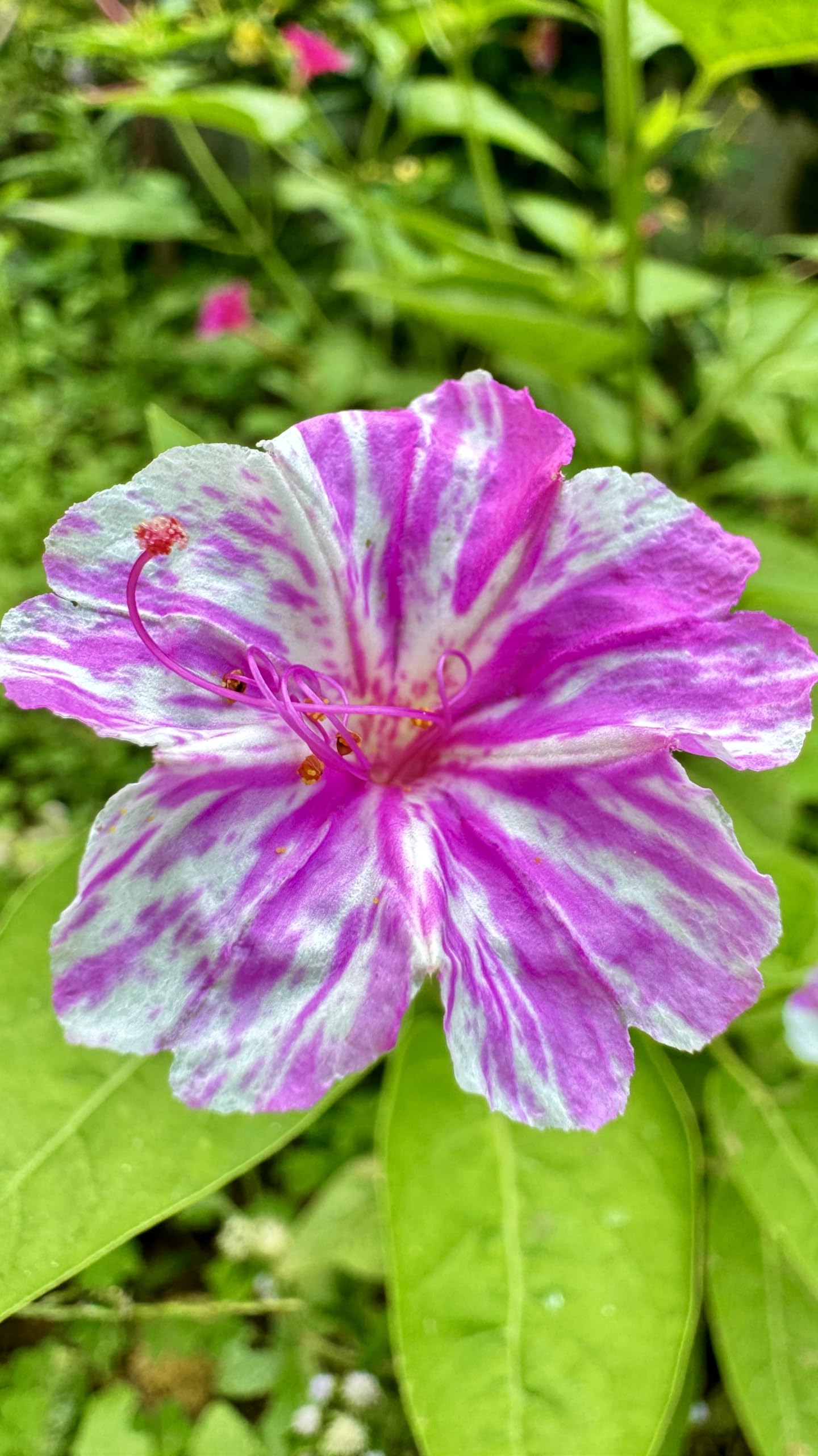 Four O'Clock Mirabilis jalapa Seeds for Planting - Perfect for Flower Bed & Urban Garden