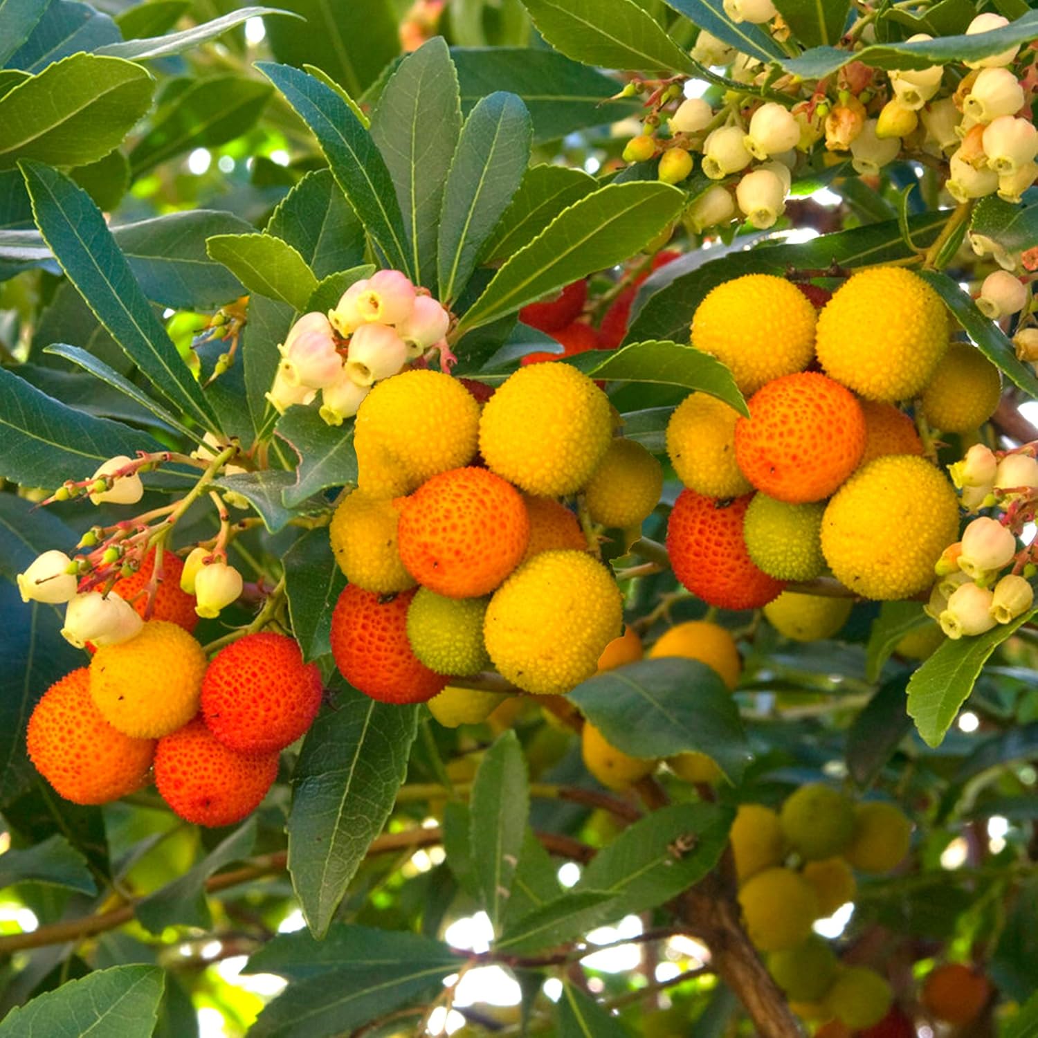 Yellow Strawberry Fruit Seeds: Arbutus Unedo Planting