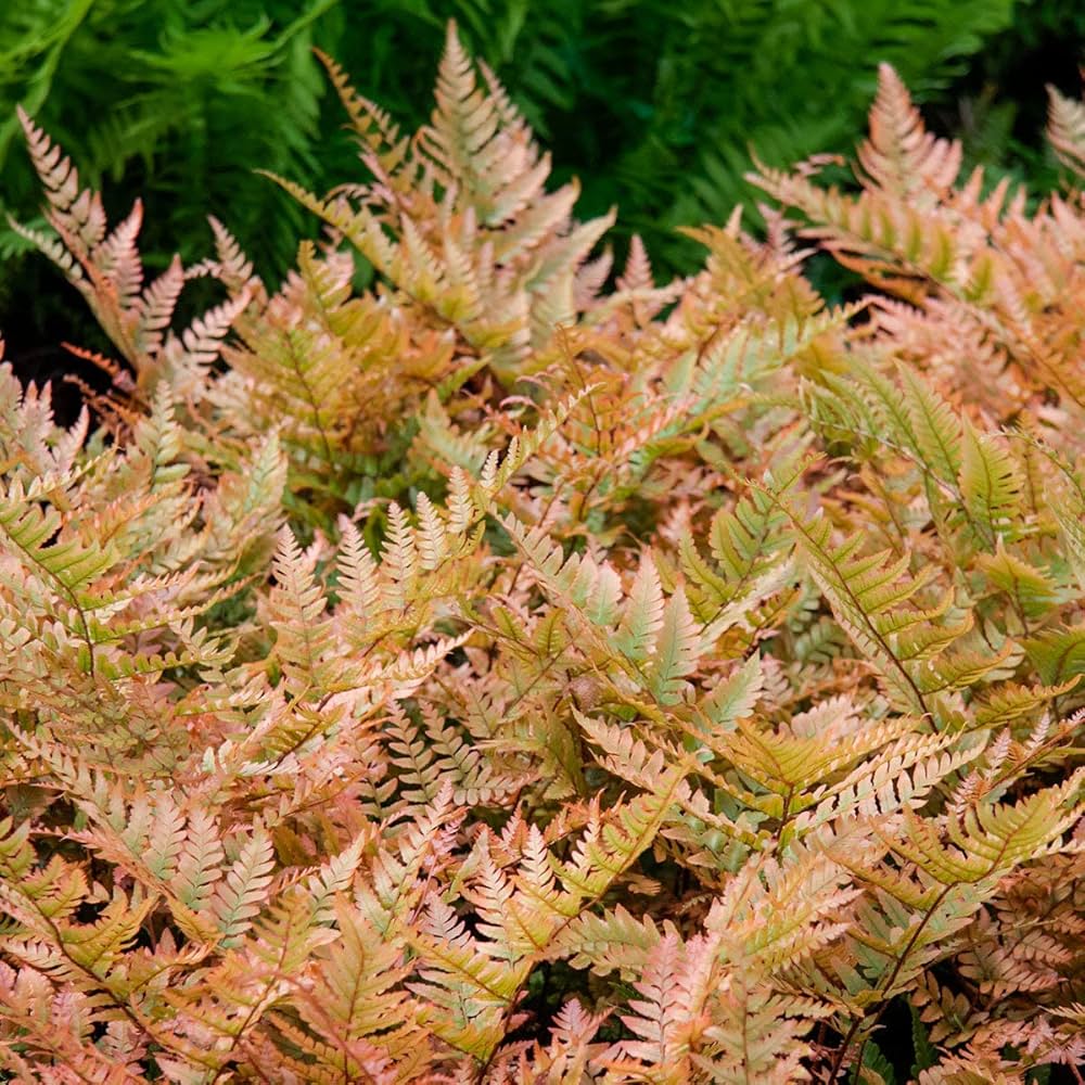 Light Orange Fern for Planting Vibrant Colors Heirloom & GMO Free Seeds for Home Garden
Sale