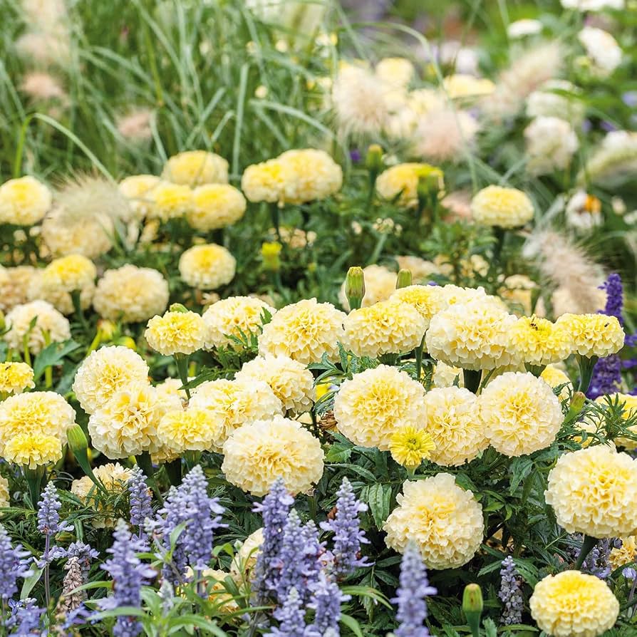 Red White Marigold Flower Seeds for Planting Garden Favorite Heirloom & GMO Free Seeds for Home Garden
Sale