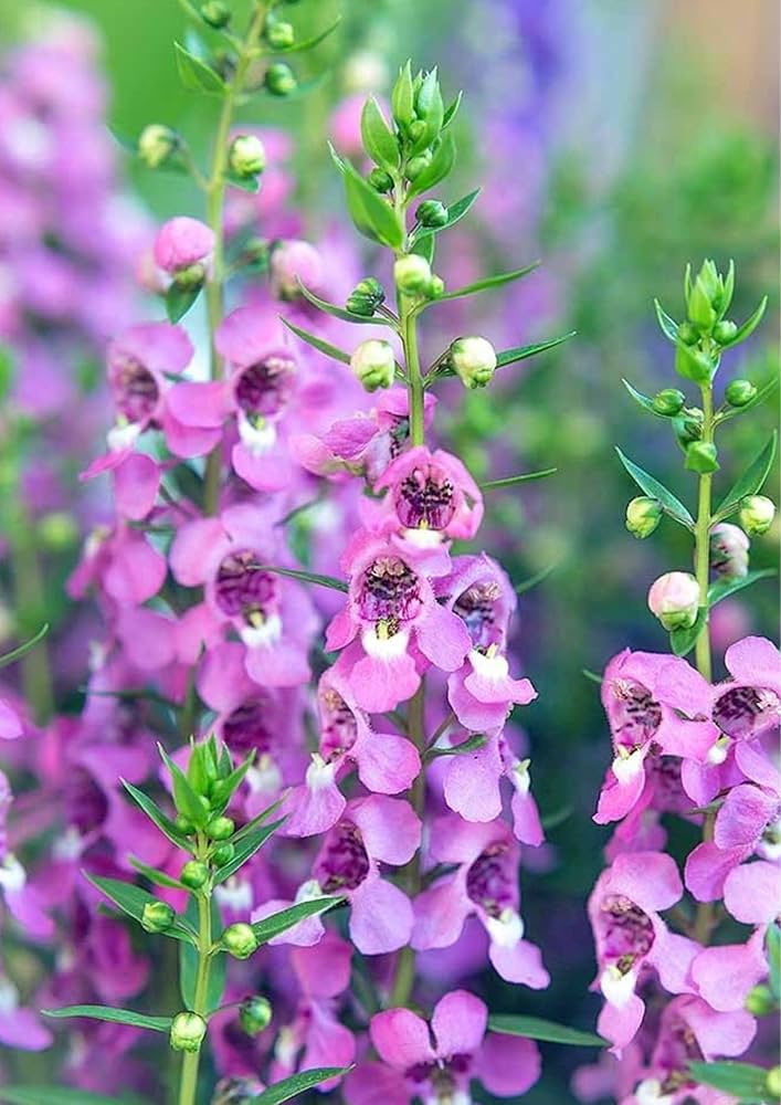 Angelonia Salicariifolia Humb Seeds