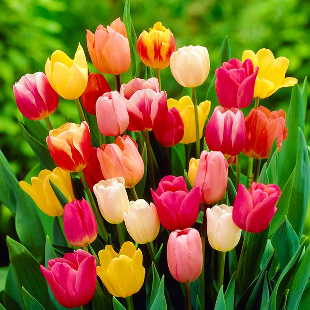 Tulips Flower seeds for Planting - Long Bloom Season, Heirloom & GMO Free Seeds for Home Garden