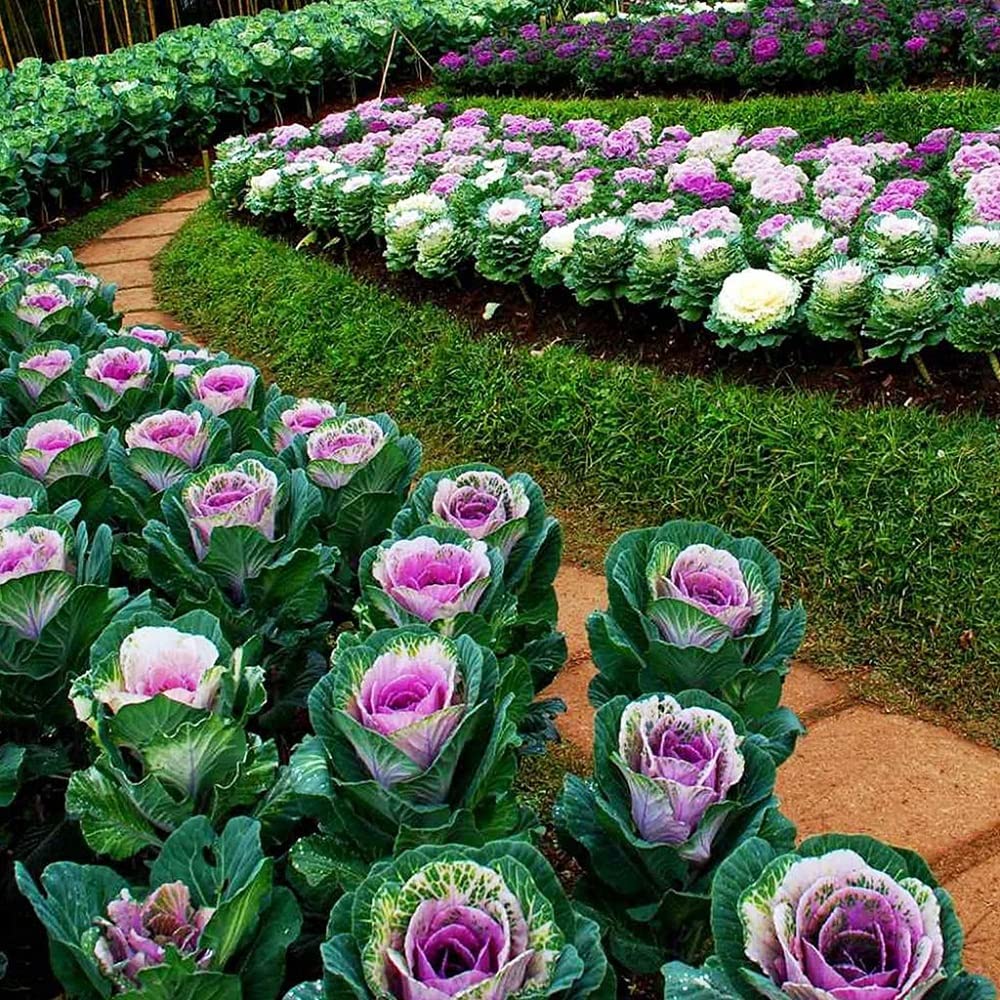 Flowering Cabbage Brassica oleracea Seeds for Planting