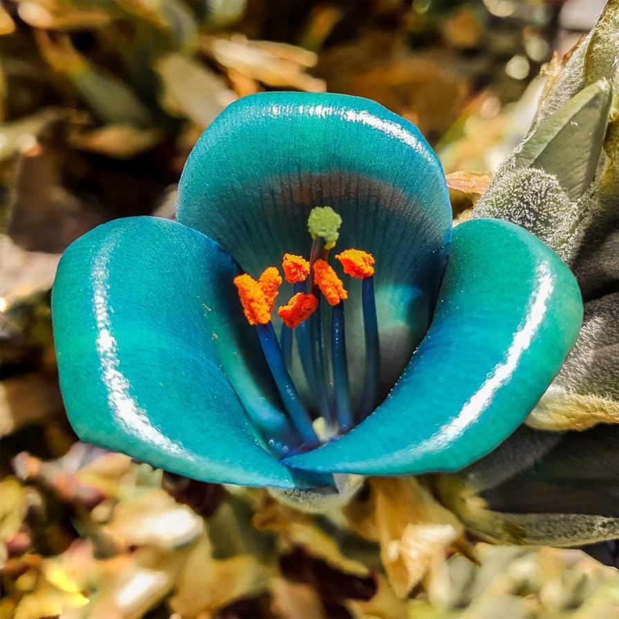 Violet Sapphire Tower Flower seeds for Planting - Drought Tolerant, Heirloom & GMO Free Seeds for Home Garden