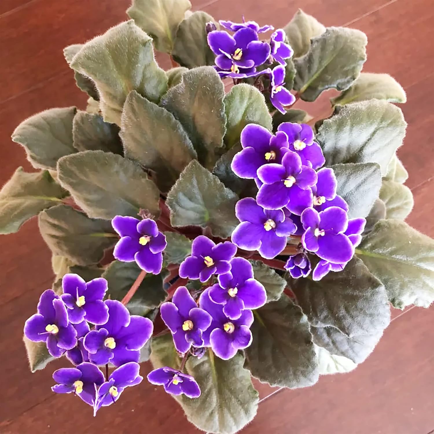 Mixed Color Violet Seeds African Perennial Flower Gmo Free Long Live Attracts Butterflies