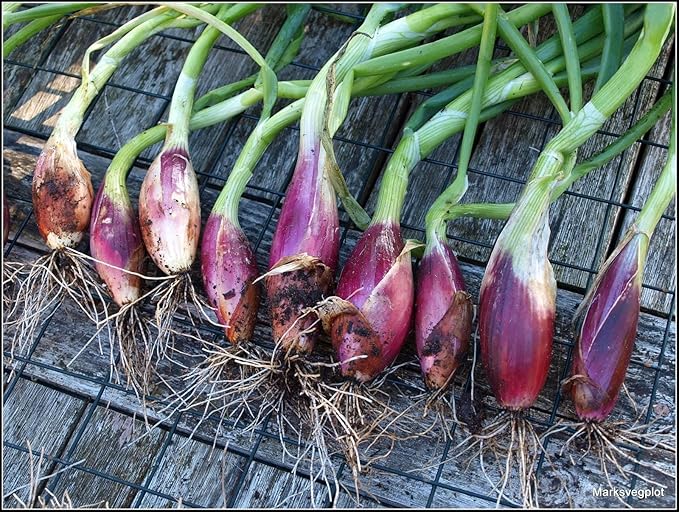 Parris Island Romaine Lettuce Seeds for Crisp, Leafy Romaine