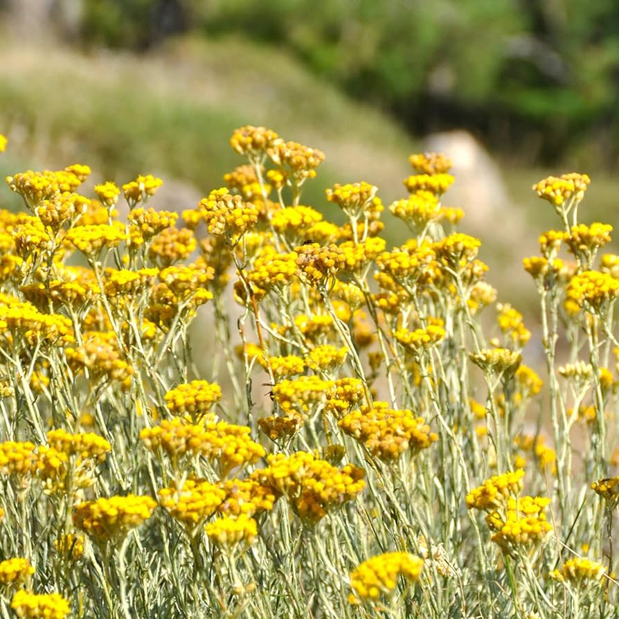 Helichrysum Italicum Flower seeds blooming in flower beds, containers, borders, and pollinator-friendly gardens