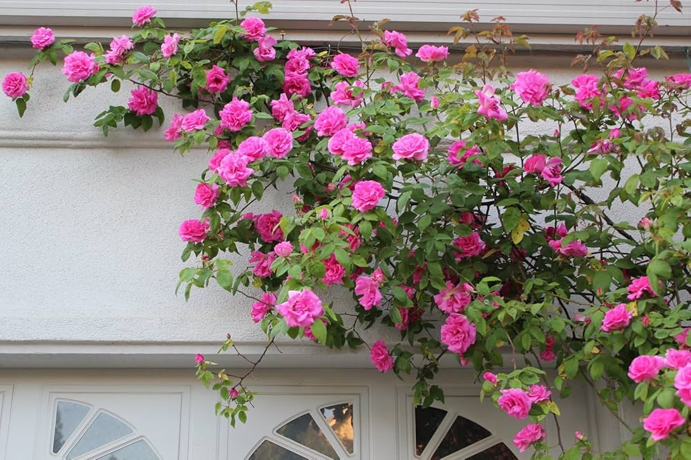 Rose Flower Seeds, Easy to Grow, DIY Garden Bonsai