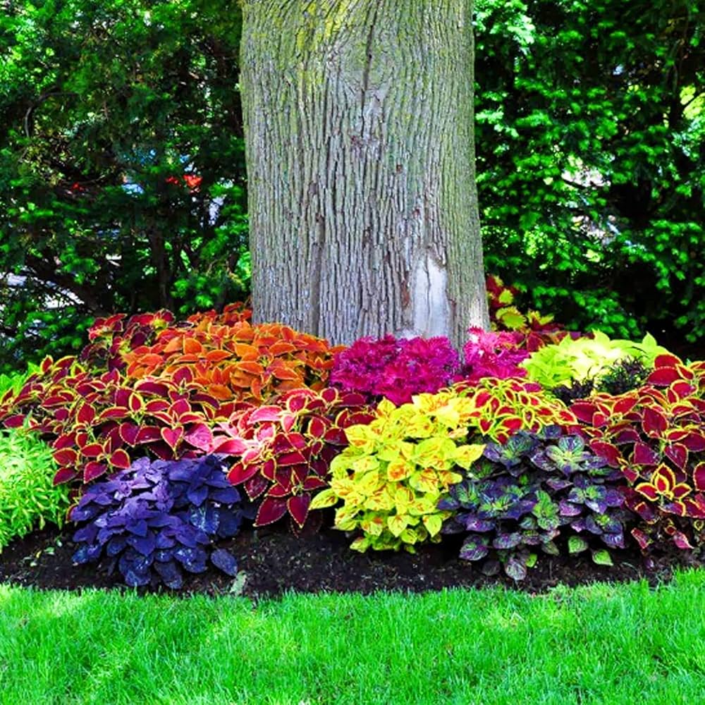 Rainbow Coleus Plectranthus scutellarioides Seeds for Planting - Ideal for Flower Bed & Urban Garden