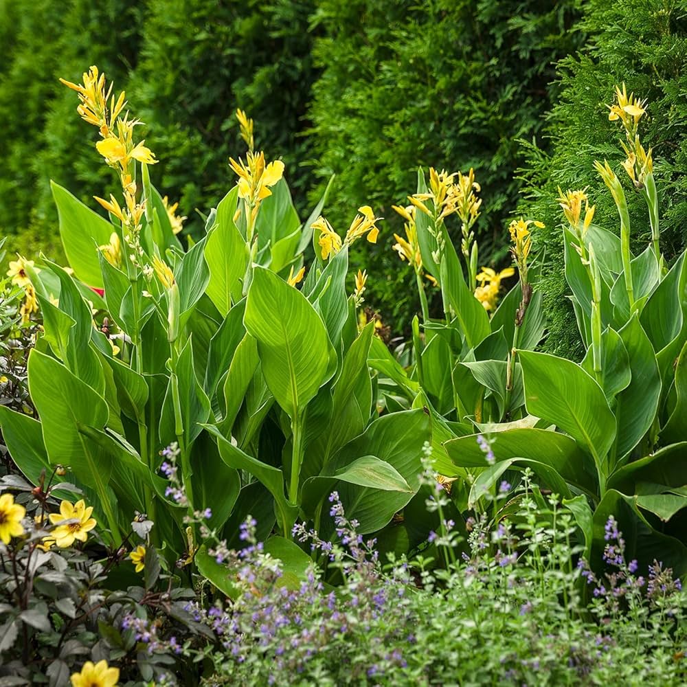 Yellow Pretoria Flower seeds for Planting - Premium Quality, Heirloom & GMO Free Seeds for Home Garden