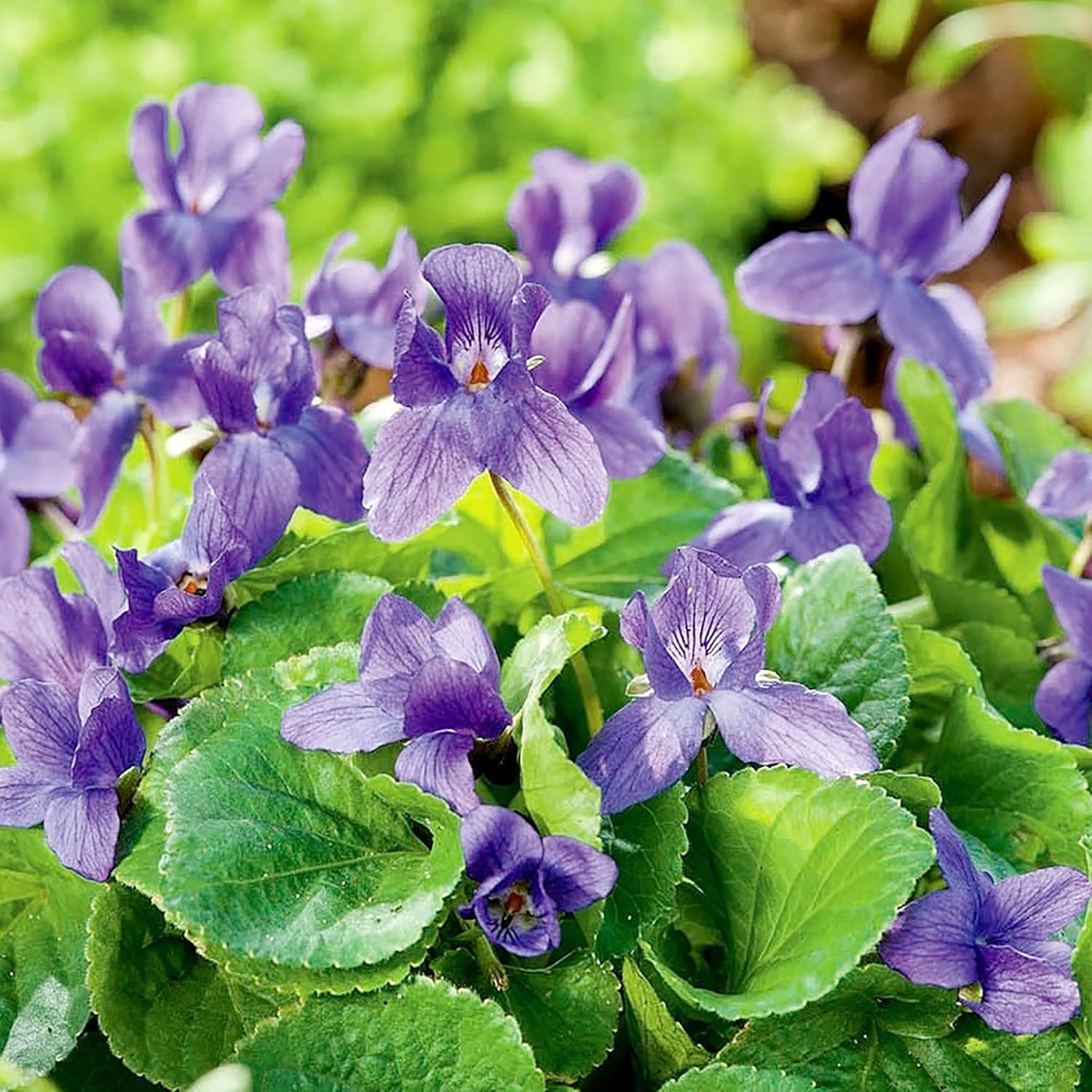 Sweet Violet Seeds Viola Odorata Perennial Fragrant Cut Flowers Deer & Rabbit Resistant Ground