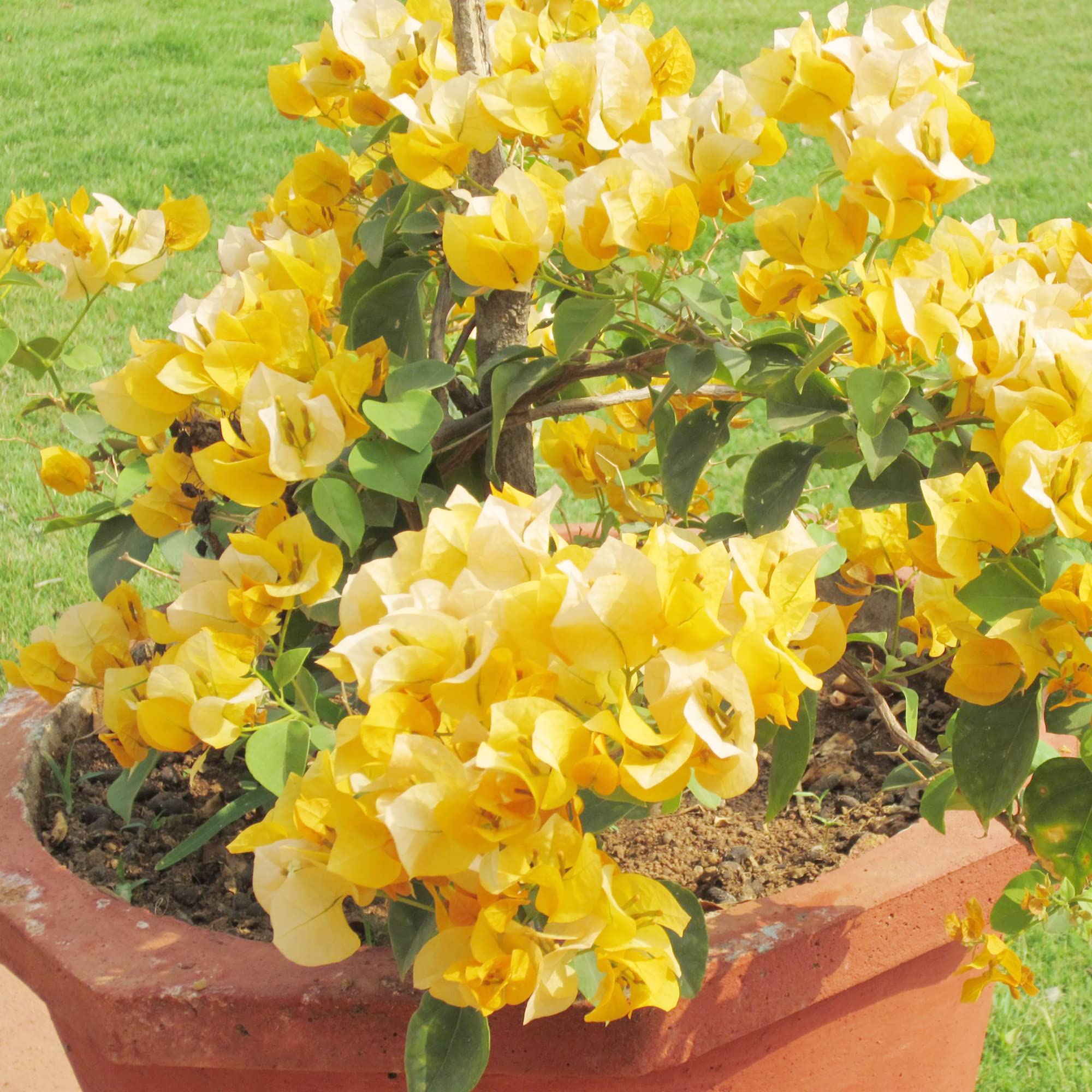 Bougainvillea Bougainvillea spp. Seeds for planting in flower bed