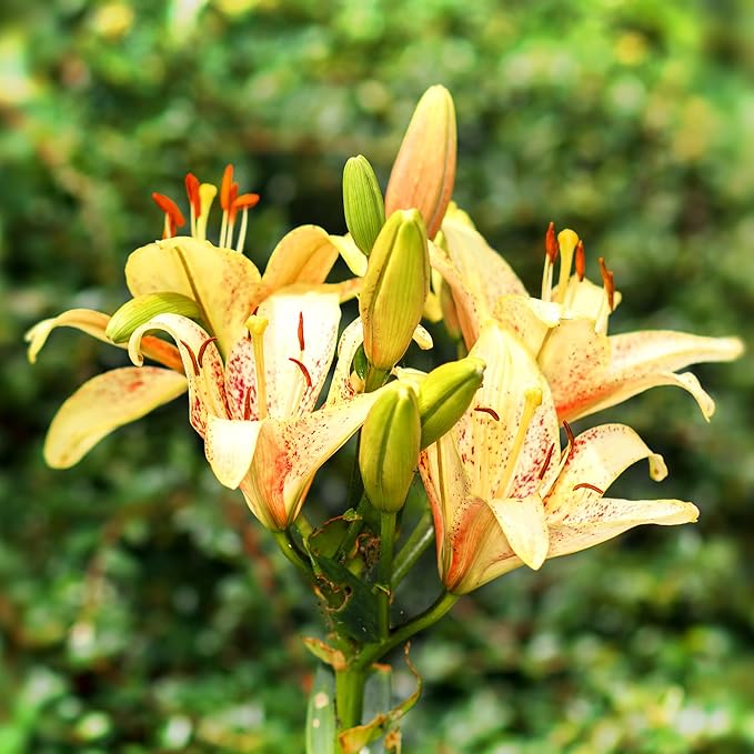 Daylily Hemerocallis spp Flower Seeds for Planting in Flower Bed