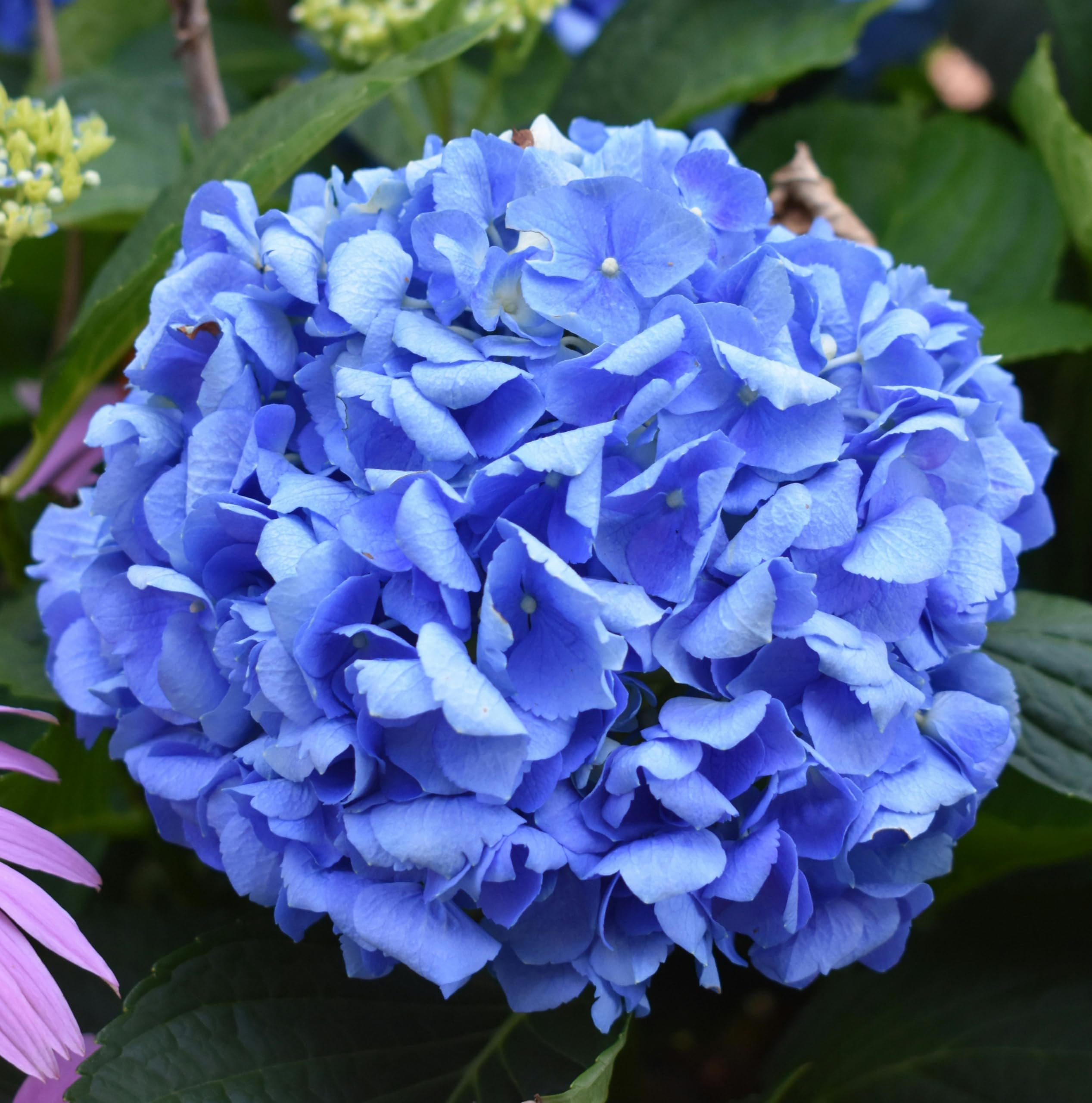 Blue Hydrangea Flower seeds for Planting - Fragrant Blossoms, Heirloom & GMO Free Seeds for Home Garden