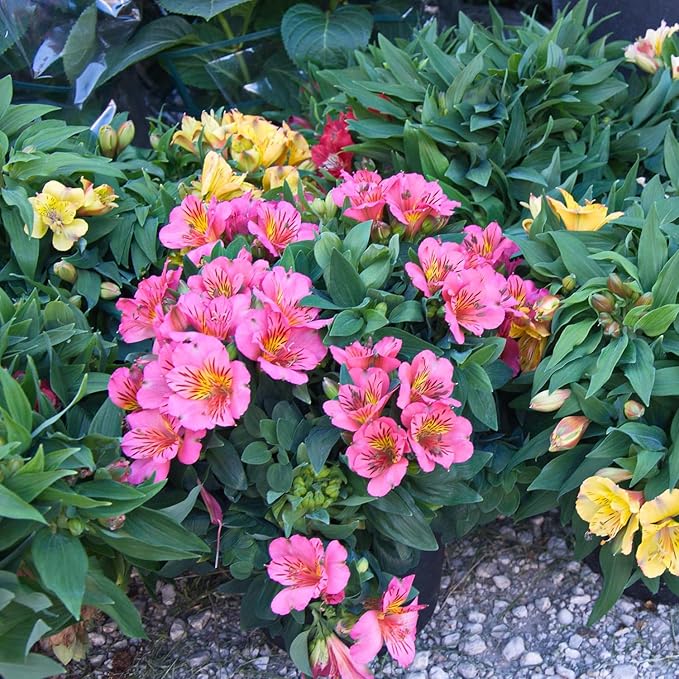 Peruvian Lily Alstroemeria spp. Flower Seeds for Planting in Flower Bed