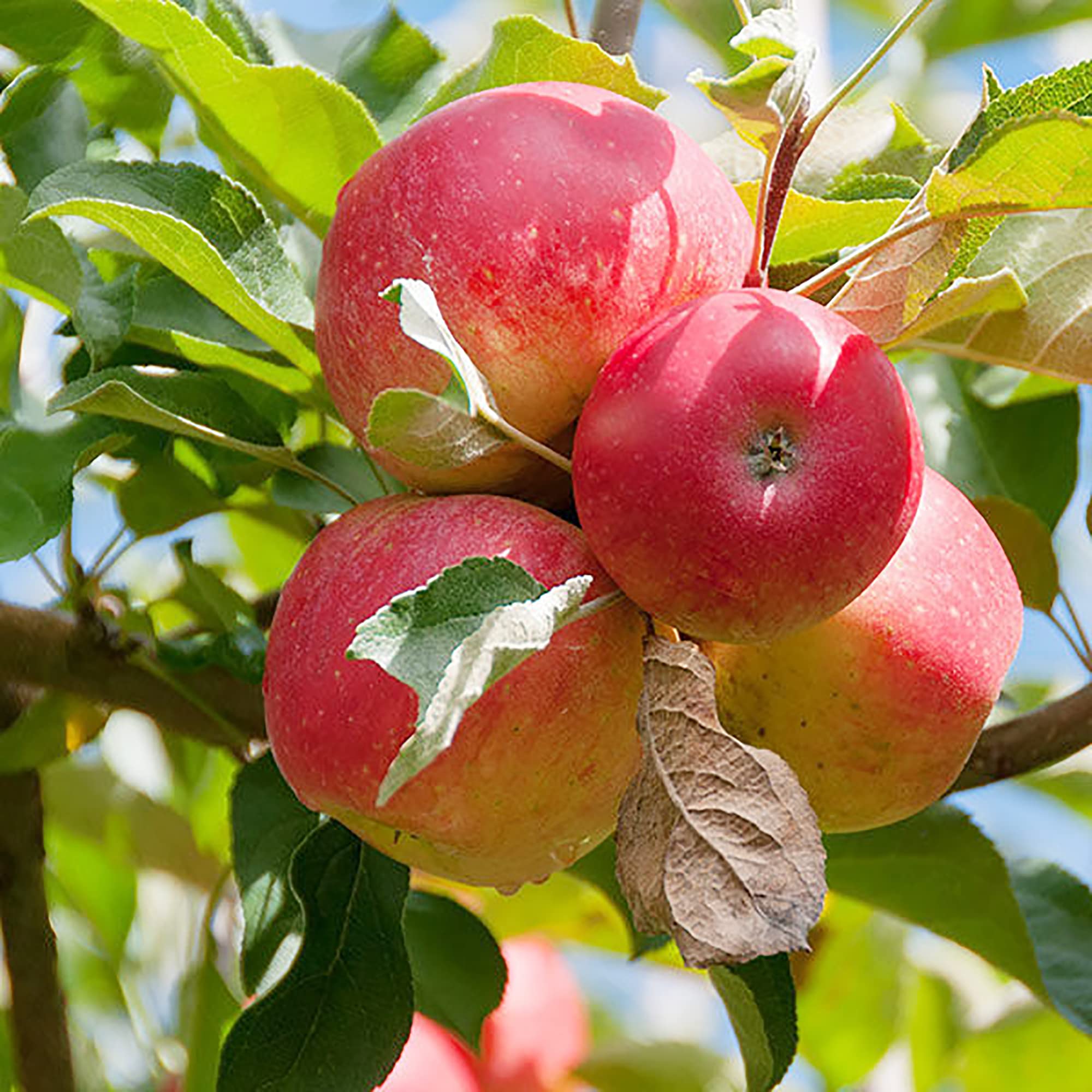 Mixed Apple Tree Seeds for Planting Diverse Varieties for a Bountiful Harvest