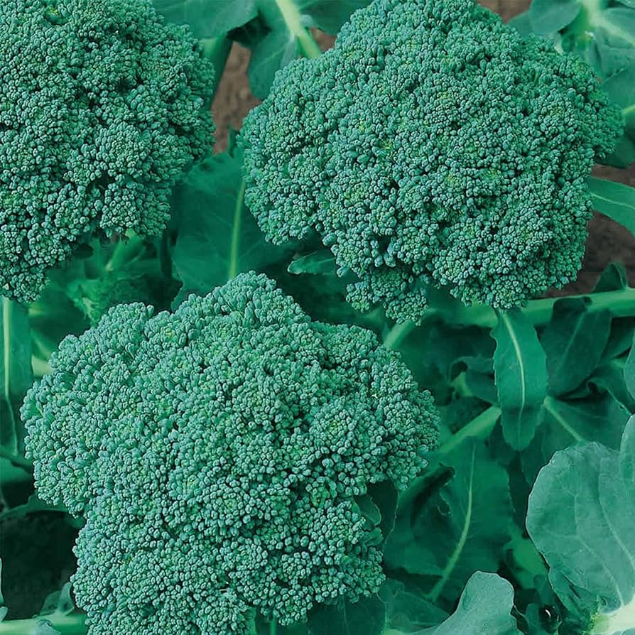 Broccoli Waltham 29 Seeds for Planting Nutritious Home Garden Vegetable