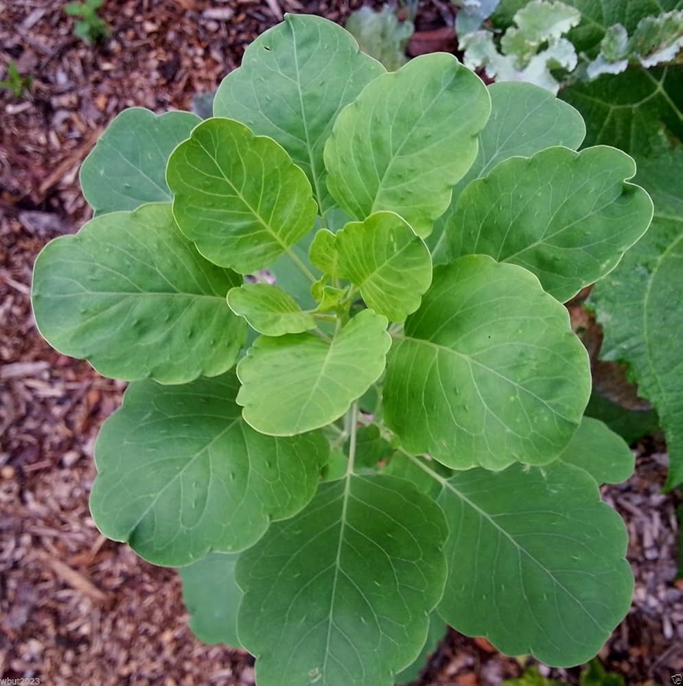 Bolivian Coriander Herb Seeds for Planting Porophyllum ruderale for herb gardens and culinary spaces