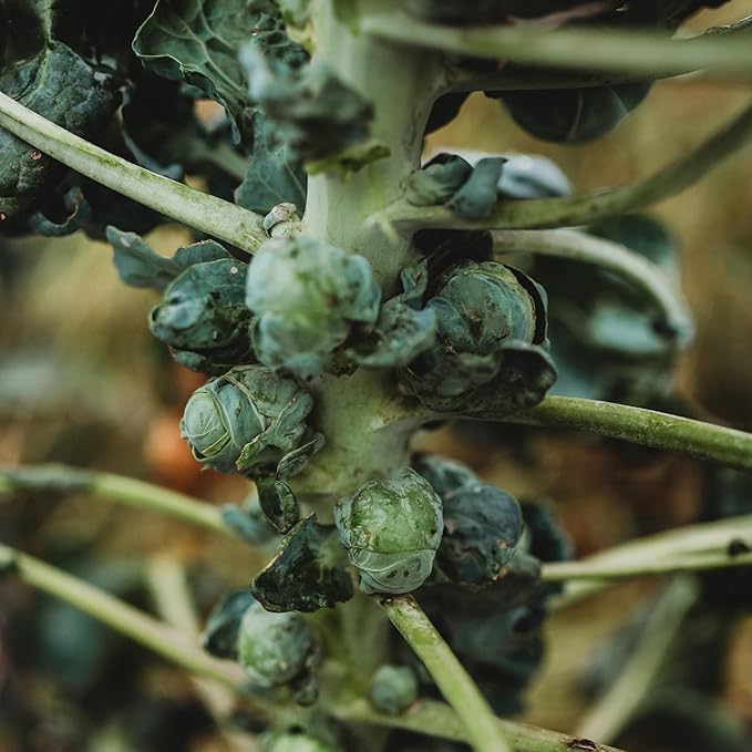 Long Island Brussels Sprout Seeds for Heirloom, Nutritious Sprouts - Evergrowseeds