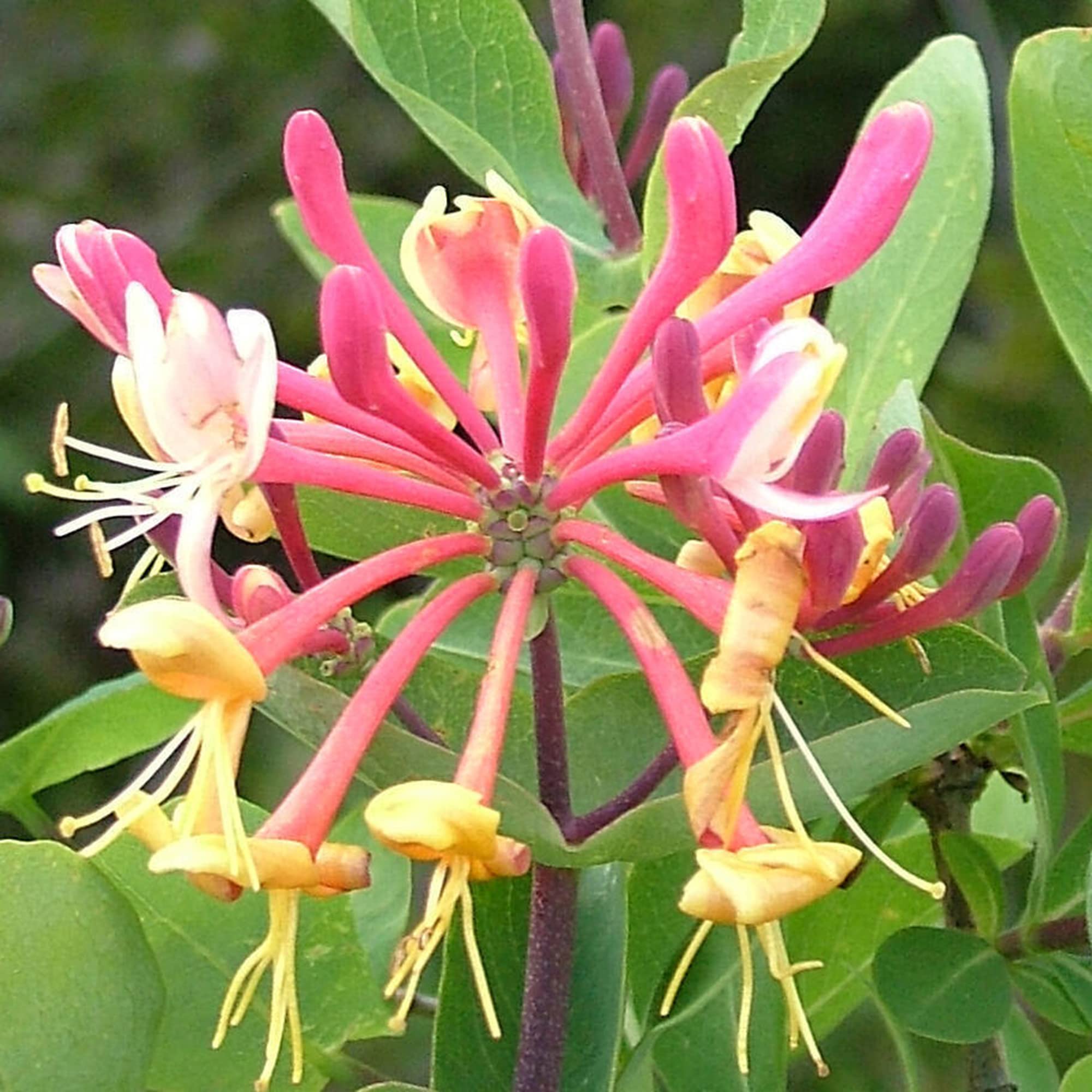 Honeysuckle Vine Lonicera spp Flower Seeds for Planting in Garden Trellis and Fence