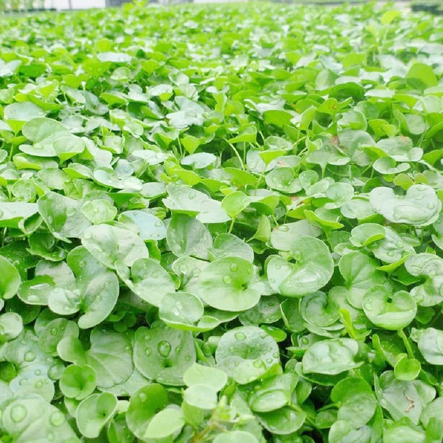Dichondra Dichondra repens Plant Seeds for Planting in Ground Cover